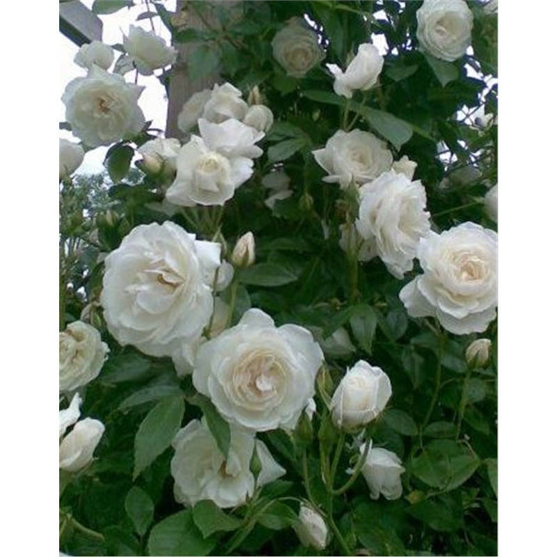 

Саджанці троянд "Сноу Денс"(Snow Dance)