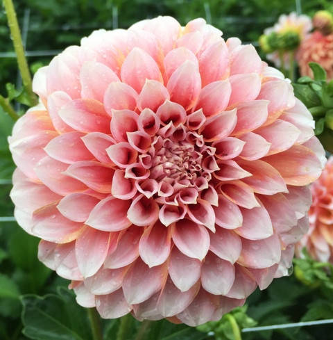 

Георгина высокорослая Peaches and Cream