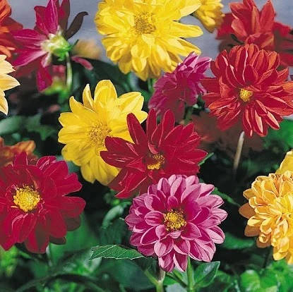 

Георгина семена 10 шт Benary Германия Garden Pride Mix