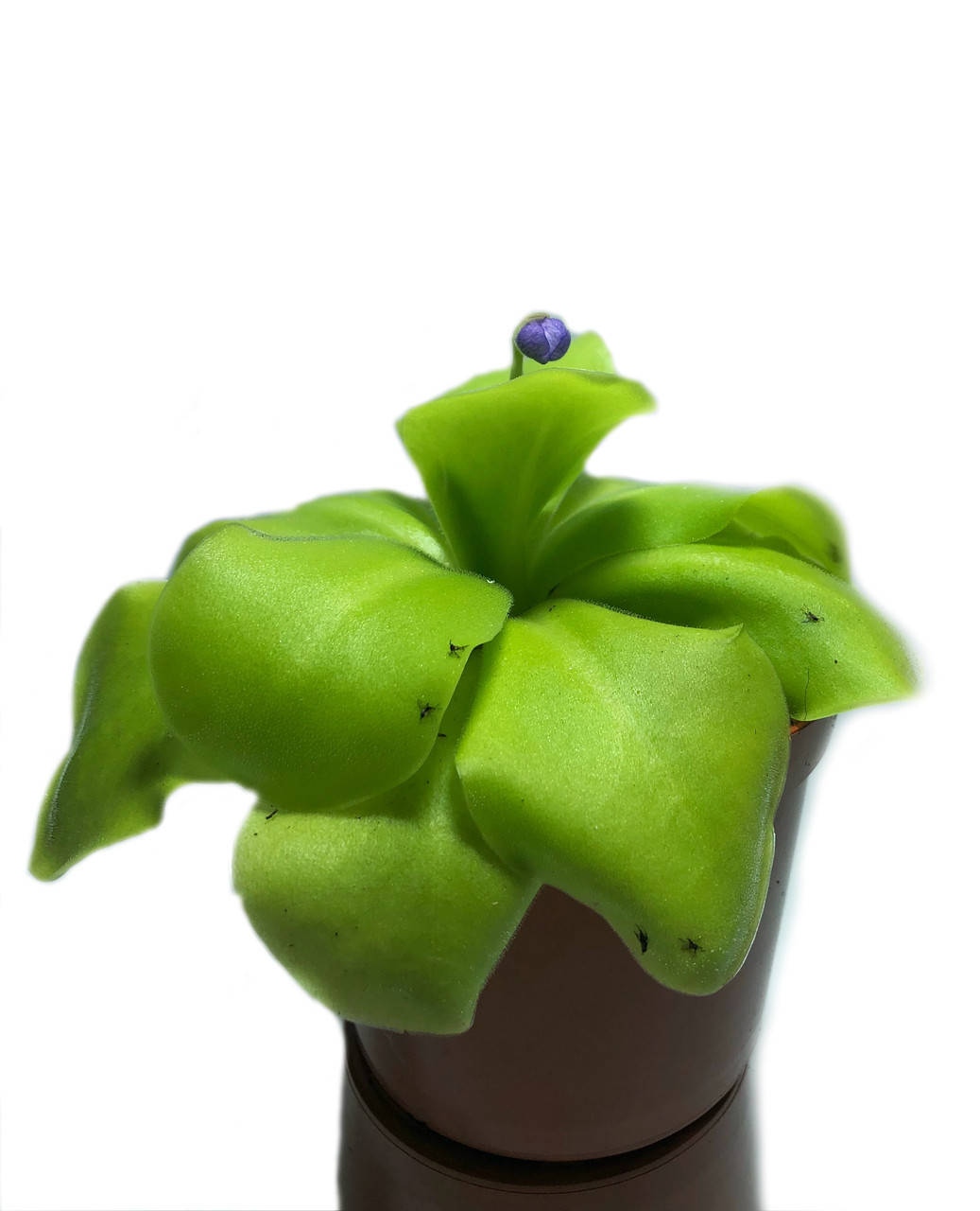 

Хищное Растение Жирянка Тина AlienPlants Pinguícula Plants