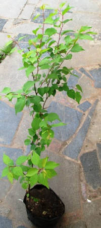 

Абрикос Жердель. Д12.