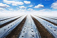 

Пленка для мульчирования с отверстиями, полотно, 2 сезона, рулон 1000м. шир.1200мм, толщ. 40мкм