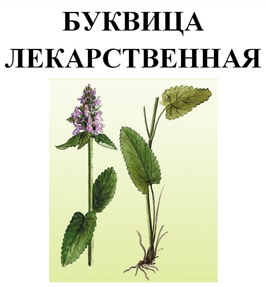 

Буквица лекарственная трава сухая, 35 грамм