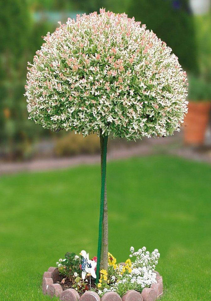 

Саженцы вербы Хакуро-Нишики на штамбе