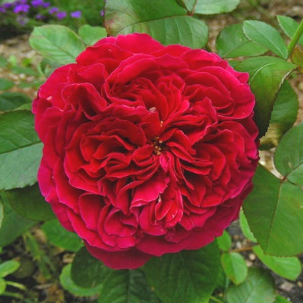 

Роза Алан Сушон. (ввв). Чайно-гибридная роза