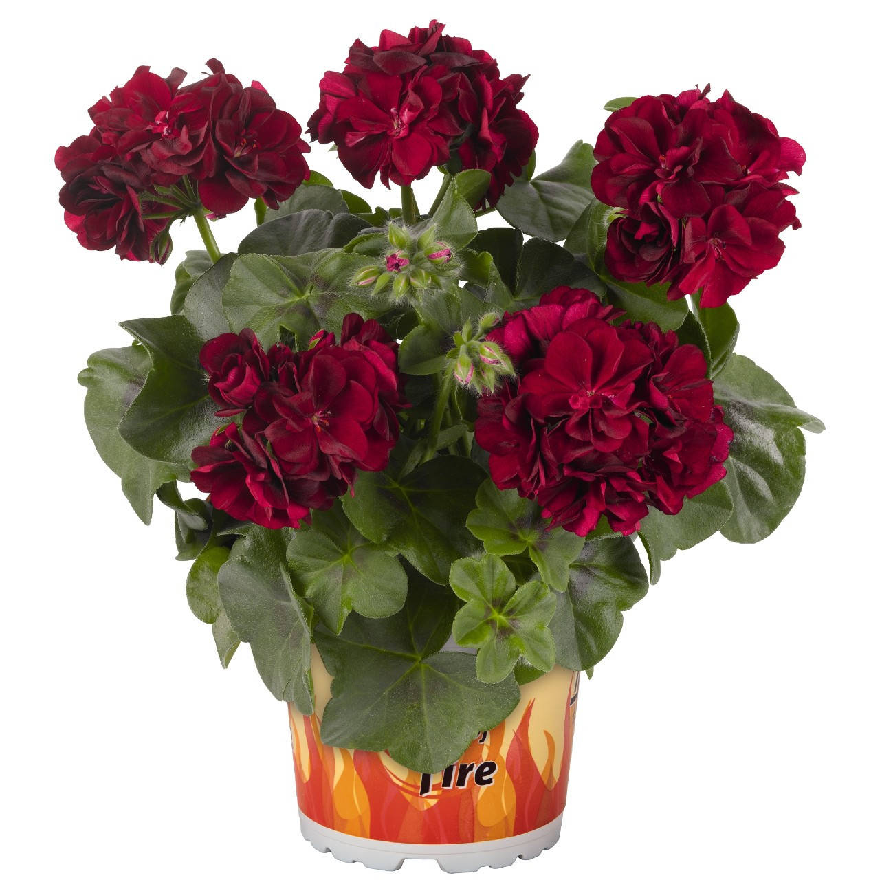 

Пеларгония плющелистная(ампельная) Great Balls of Fire Merlot