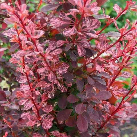 

Барбарис Тунберга Роуз глоу, Berberis thunbergii Rose Glow