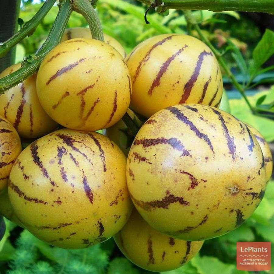 

Дынная груша Пепино, Solanum muricatum, Зелёный