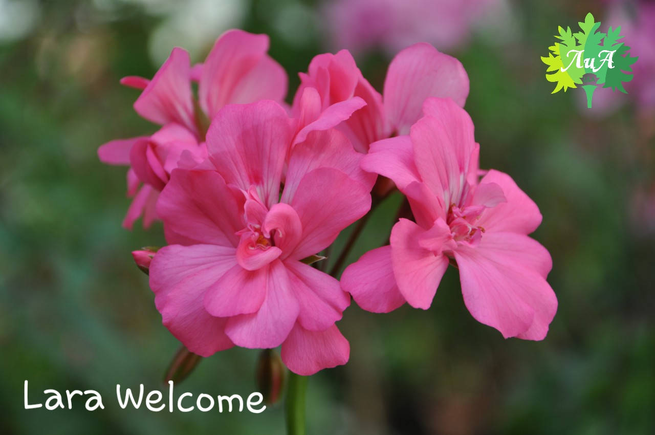 

Пеларгония зонартик "Lara Welcome" №93