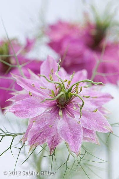 

Нигелла Nigella damascena Miss Jekyll Rose 15 семян