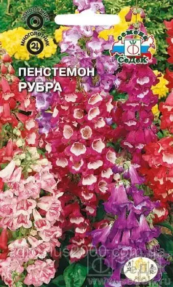 

Семена Пенстемон Рубра смесь 0,1 грамма Седек, Разные цвета