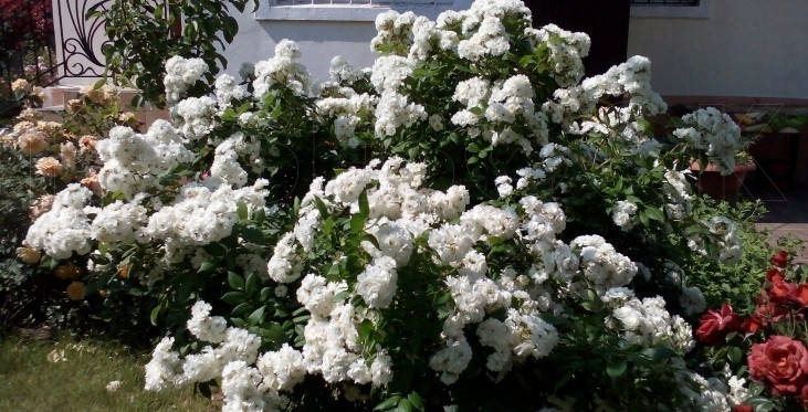 

Роза мускусная ( шраб ) Ватерлоо (Rosa rugosa Waterloo)