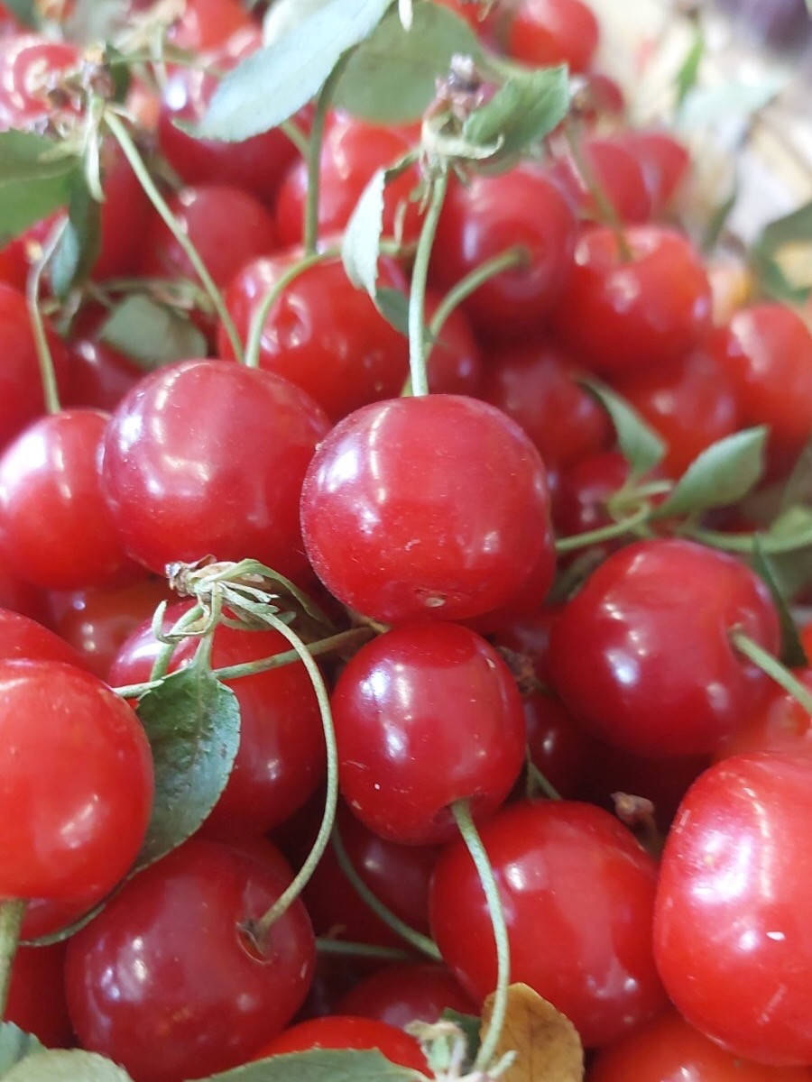 

Черевишня красная