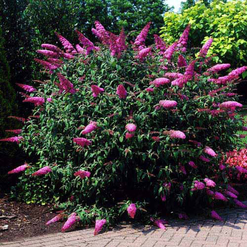 

Будлея давида Бордер Бьюти / Р12 / Buddleja davidii Border Beauty