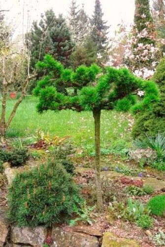 

Larix decidua Krejci C-10 Pa