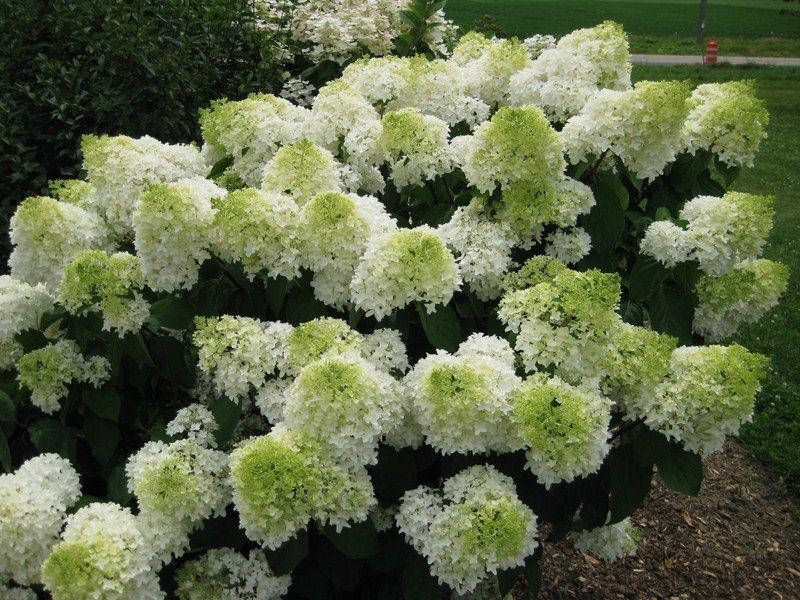 

Гортензия метельчатая Сильвер Доллар, р9 / Hydrangea paniculata Silver Dollar