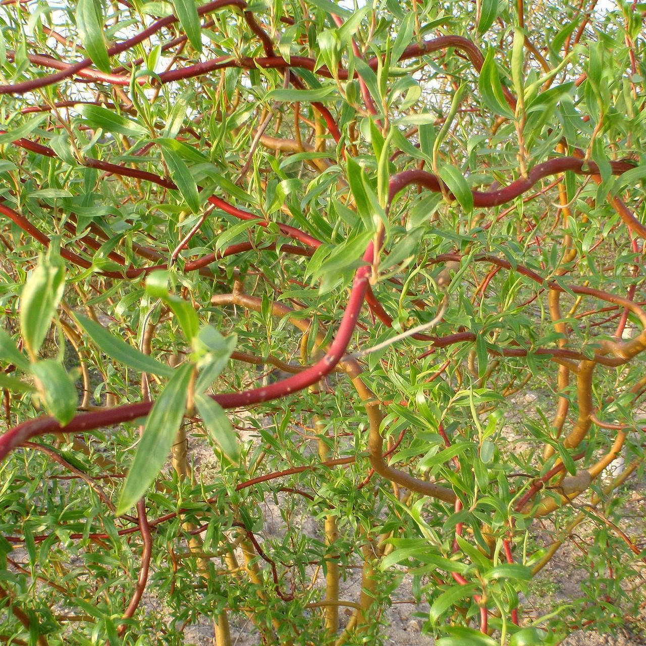 

Ива извилистая матсудана Тортуоза, Salix matsudana Tortuosa