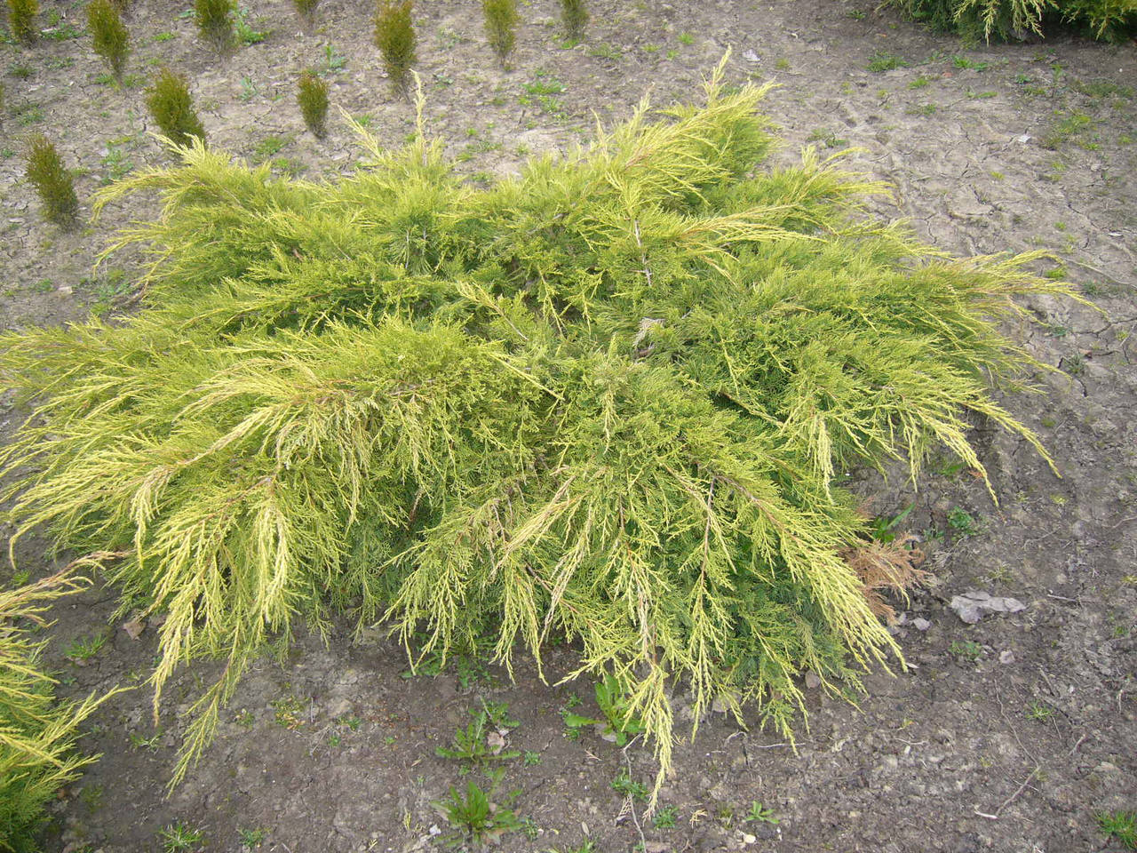 

Можжевельник средний Голд Стар Р9 (Juniperus media Gold Star)