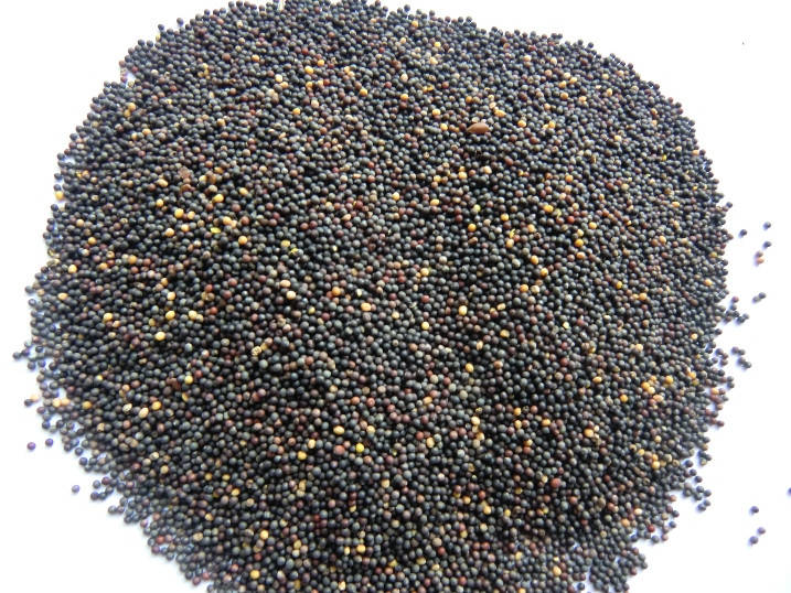 

Чёрная горчица 100 г., Аюрведа Здесь