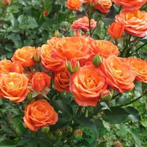 

Саженцы розы "Alegria" (Аллегрия)