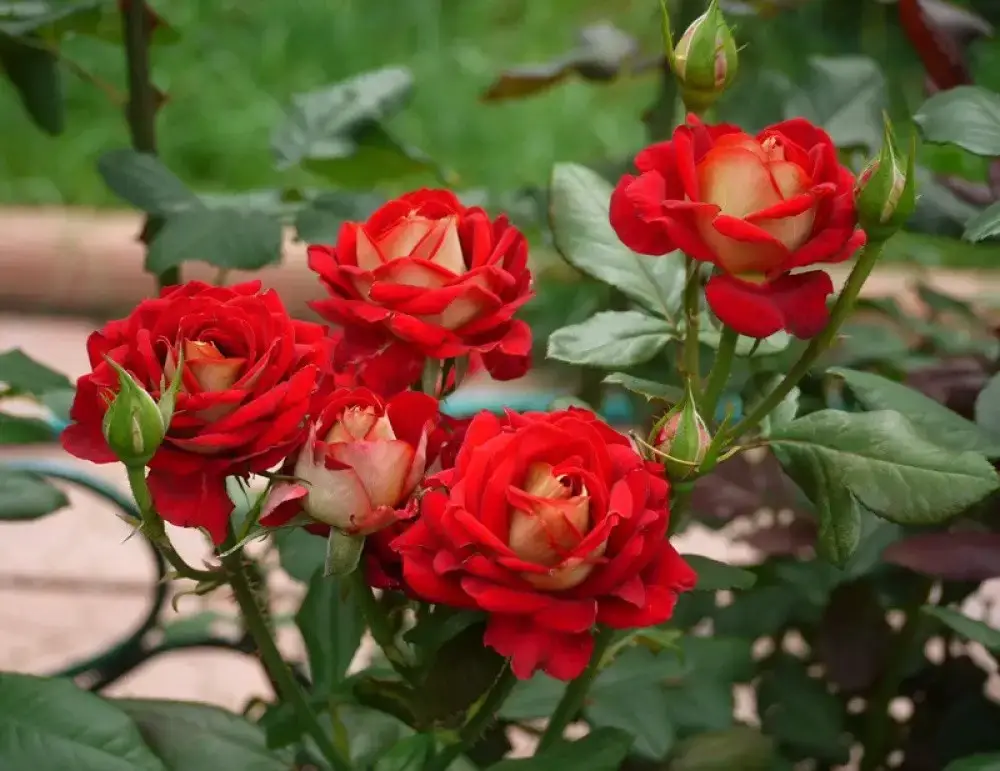 

Роза чайно-гибридная "НЬЮ ФЕШН" ('New Fashion')