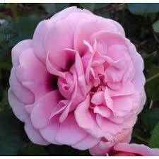 

Роза гибрид персидской Persian Mystery (Персиан Мистери),