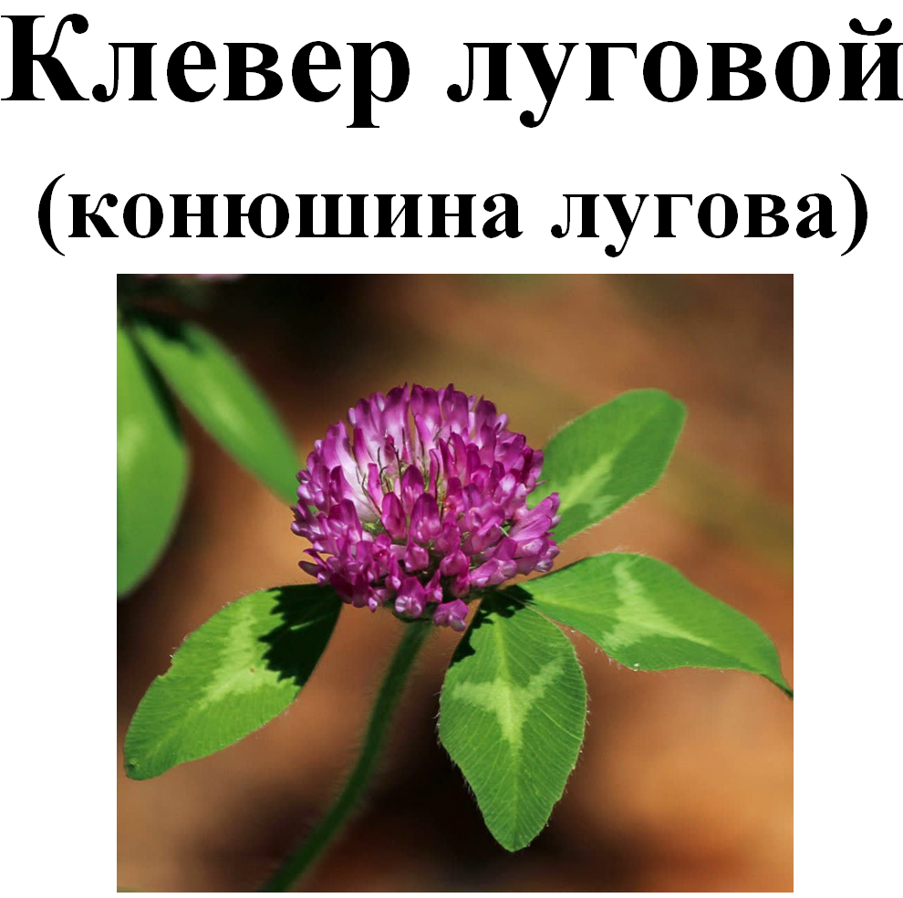 

Клевер луговой, цвет сушенный, 30 грамм