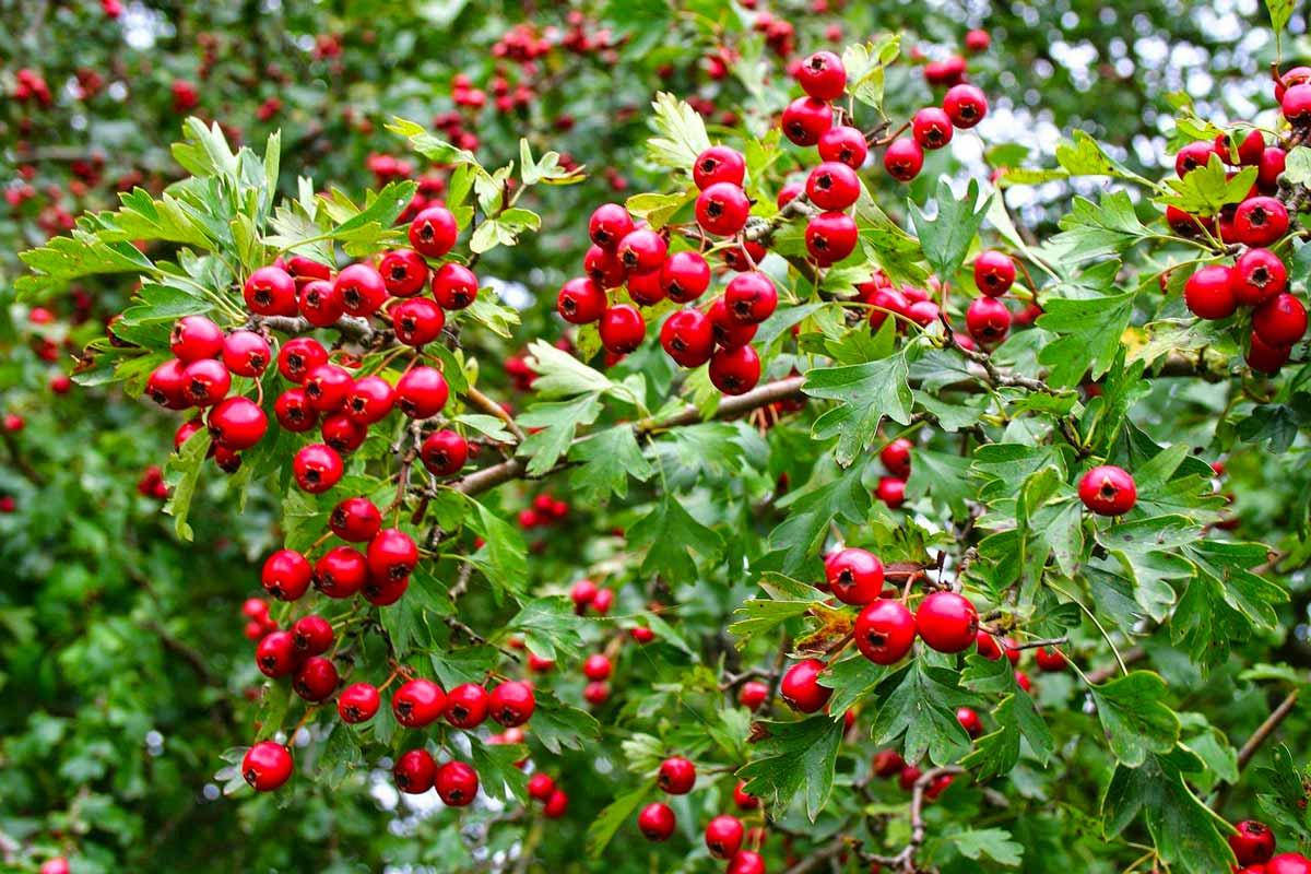 

Глід звичайний /Боярышник обыкновенный/ Crataegus, h-1м