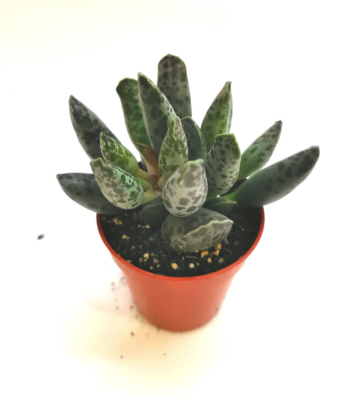 

Адромискус Adromischus festivus Суккулент Комнатное растение