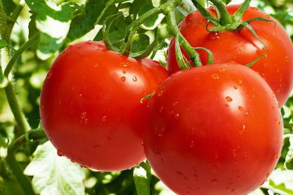 

Семена томата Сказка 50 г, Агролиния