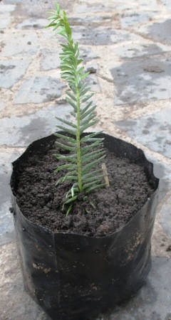 

Тис ягодный Элегантиссима. Д12.