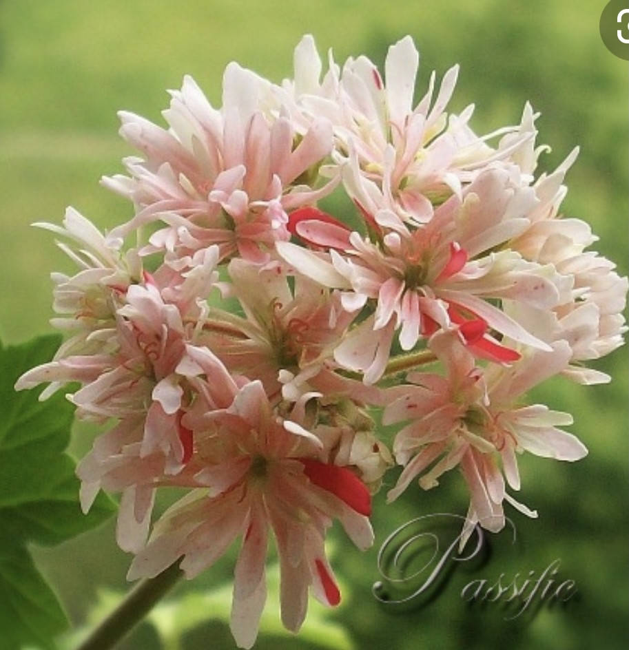 

23 А пеларгонія «А bev foster»,Зональна, стелари