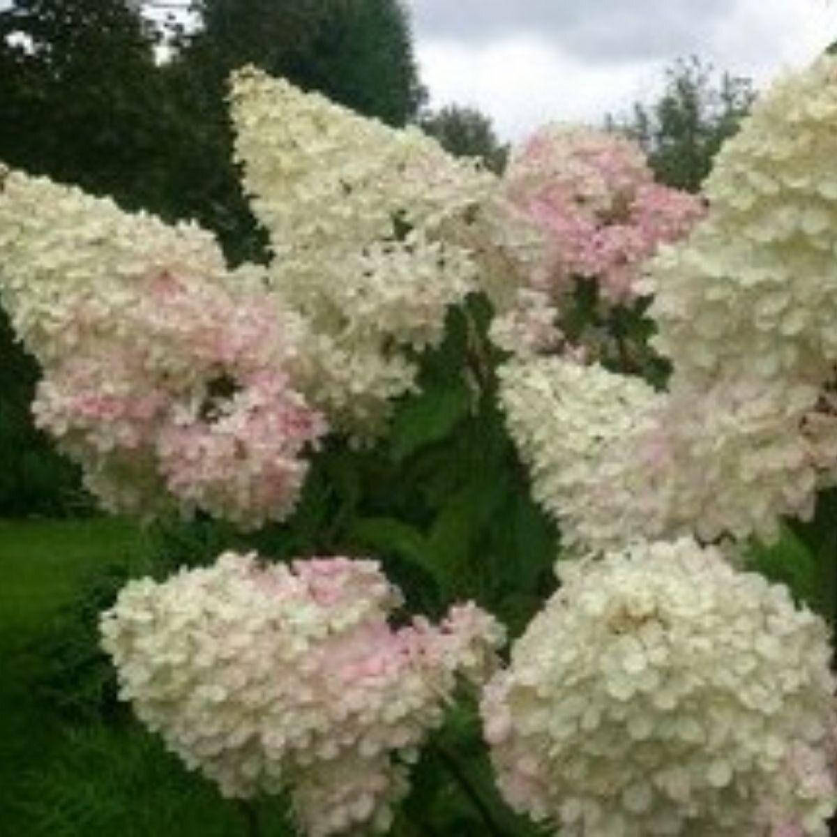 

Гортензия метельчатая "Диамантино" однолетние саженцы.