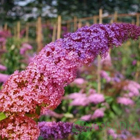 

Будлея Давида "Flower Power"