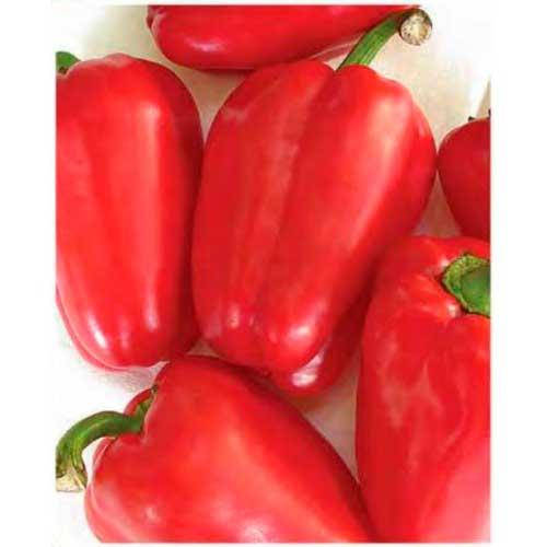 

Перец Антей 20 семян