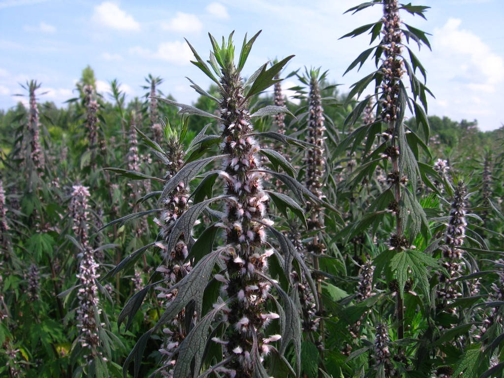 

Пустырник сердечный, 10 грамм, семена, медоносов, лекарственных трав