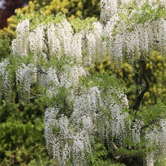 

Вистерия (глициния) Shiro-noda (саженцы)