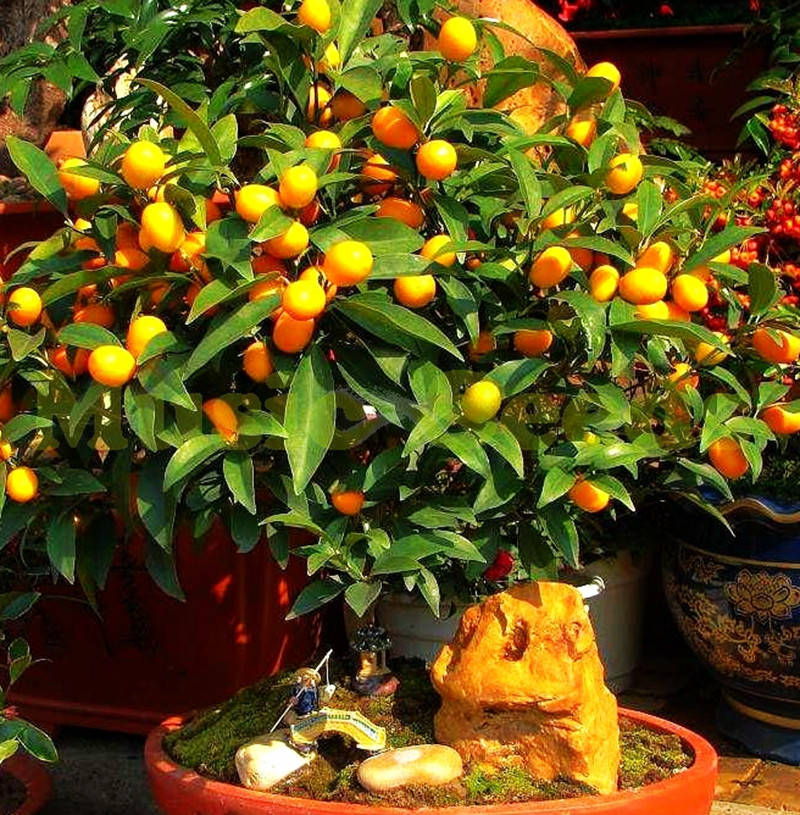 

Саженцы кумквата Японика Маруми (Fortunella japonica Marumi)