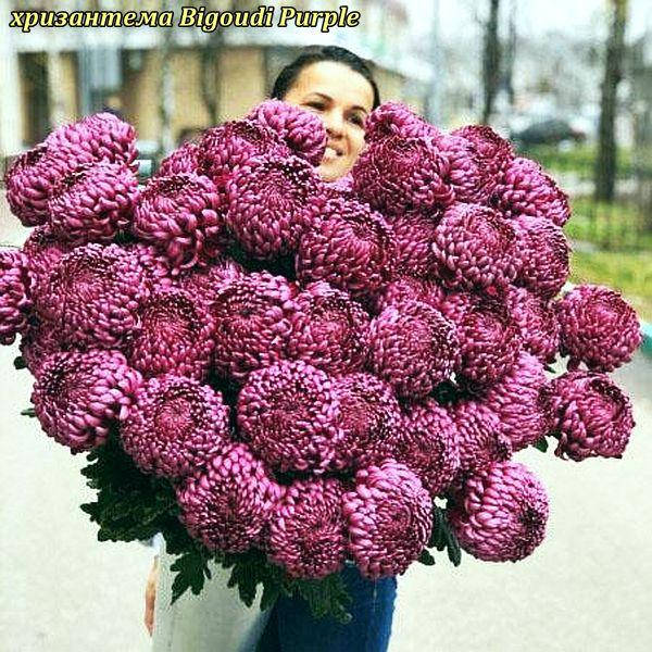 

Хризантема Bigoudi Purple (Бигоуди Пурпле) одноголовая. крупноцветковая,