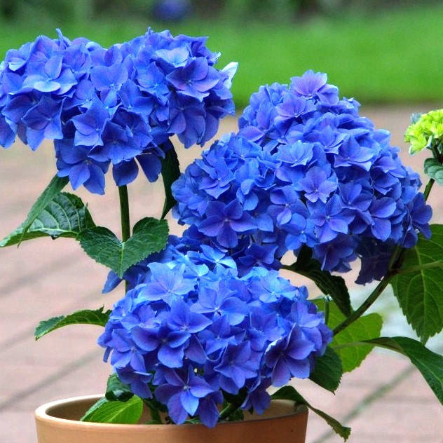 

Саженцы Гортензии крупнолистной Нико Блю (Hydrangea macrophylla Nikko Blue)