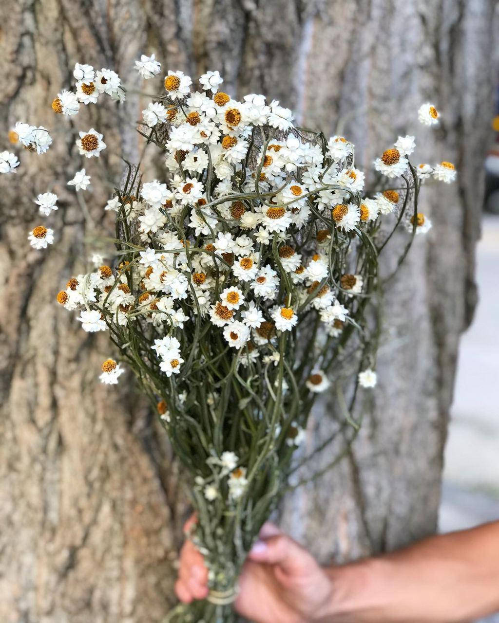 

Сухоцвет Аммебиум