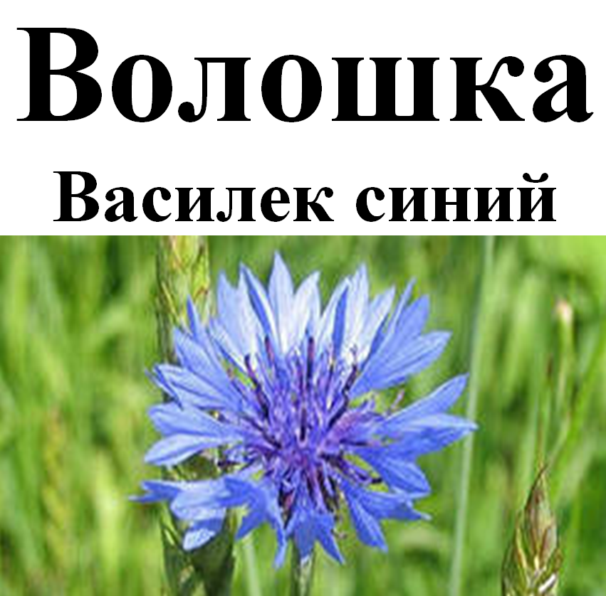 

Василек синий, цвет сухой, 20 грам