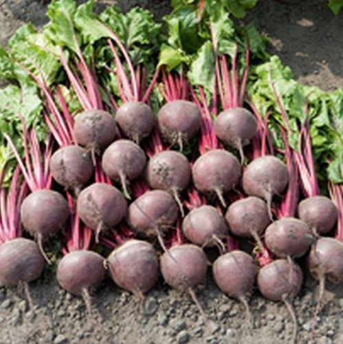 

БОРО F1 - семена свеклы столовой PR, 50 000 семян, Bejo Zaden