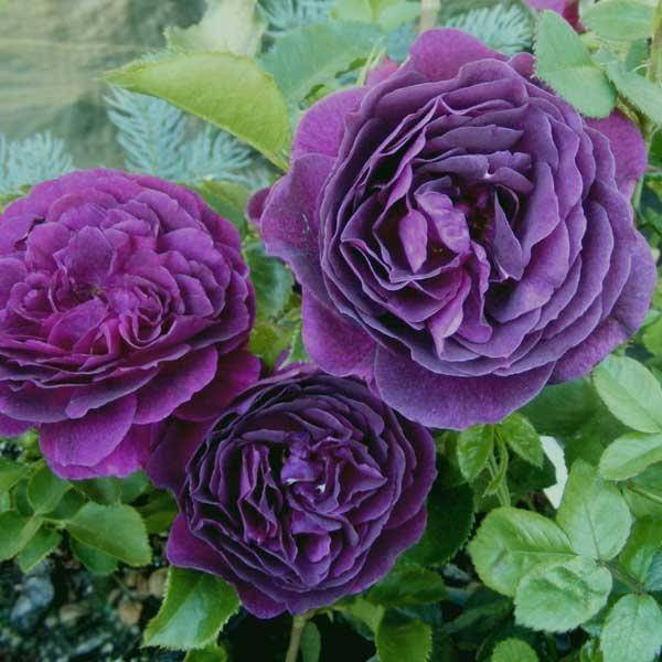 

РОЗА "ЭББ ТАЙД" Rose "Ebb Tide"