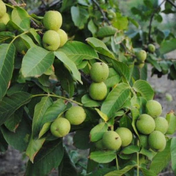 

Саженцы грецкого ореха «Идеал» - 2-летний