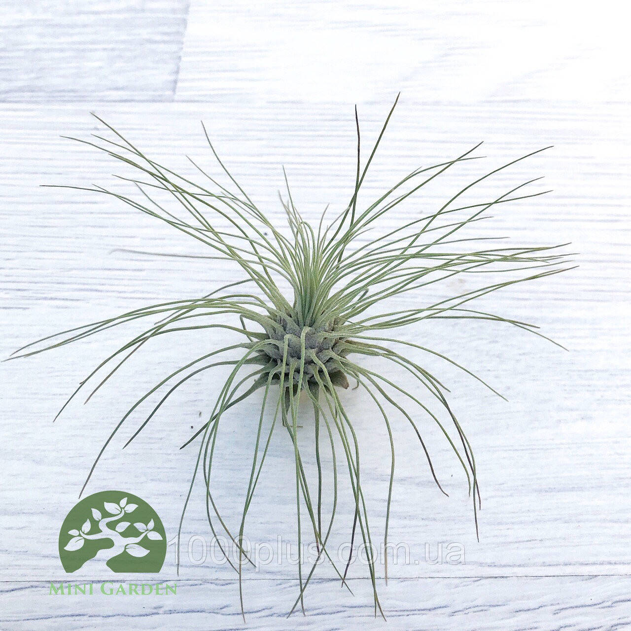 

Тилландсия атмосферная Фукси (Tillandsia Fuchsii)