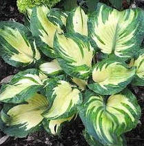 

Хоста Ханс Hosta Hans