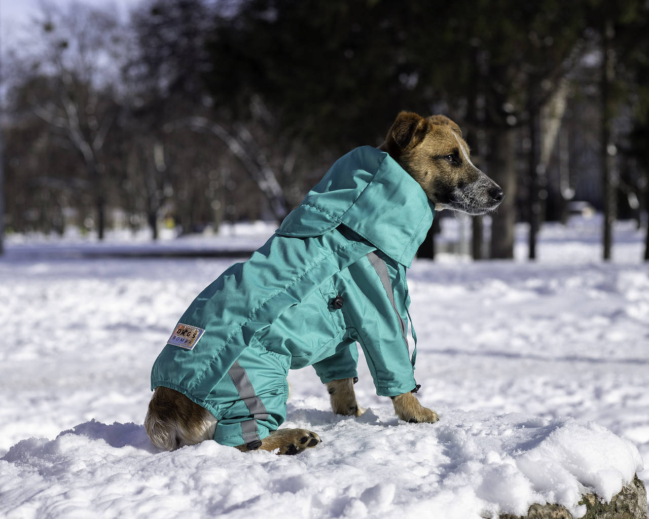 

Дождевик на змейке Dogs Bomba бирюзовый Для собак