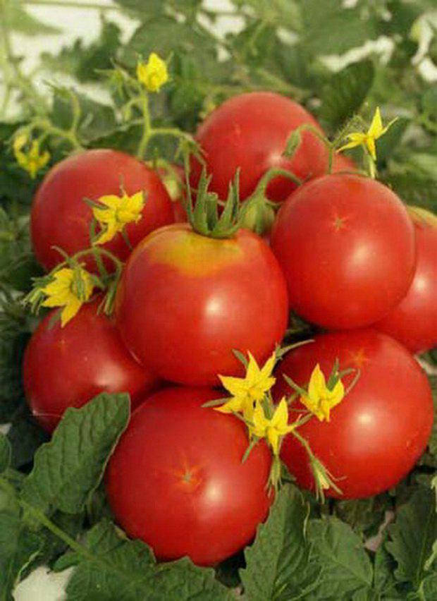 

Томат Северная королева