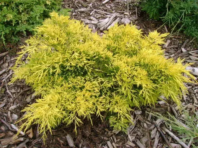 

Ялівець середній Голд (Gold Star)